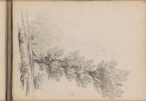 Landscape with a tree