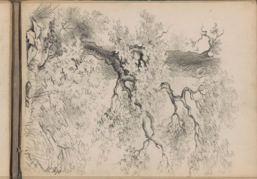 Trees and shrubbery