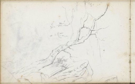 Tree and a boulder