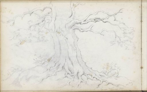 Oak tree in a forest on the Rhine