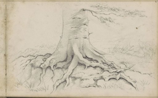 Tree roots