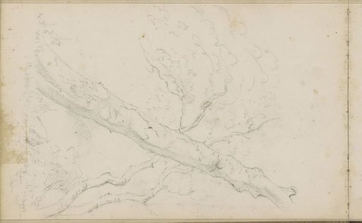 Leaning tree trunk
