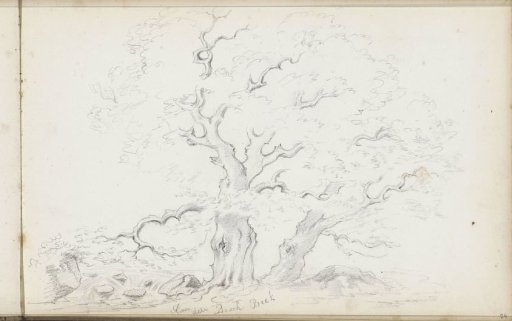 Trees at Beek