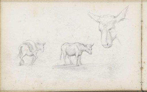 Calves