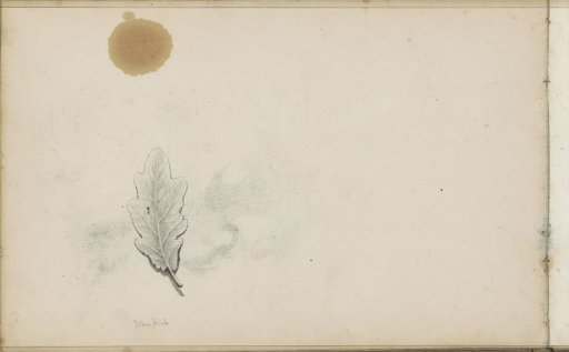 Oak leaf