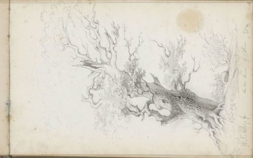 Tree struck by a storm