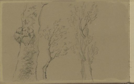 Tree, tree trunk and branch