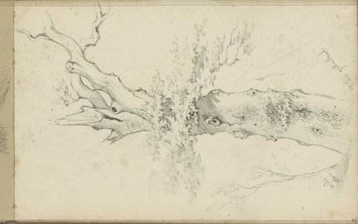 Tree struck by a storm
