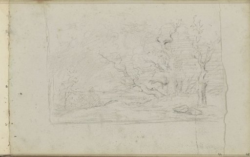 Trees along a stream