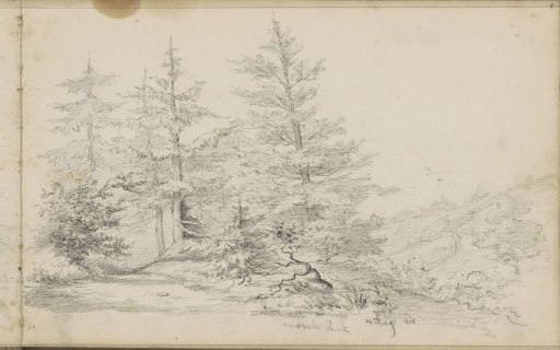 Coniferous trees near Beek