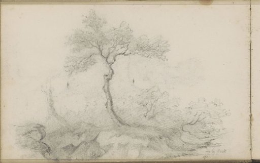Tree on a hill near Beek