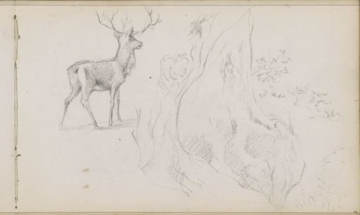 Tree roots and a deer