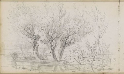 Trees at a Waterside