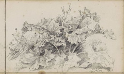 Plants on a Bank
