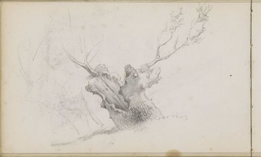 Split Tree Trunk