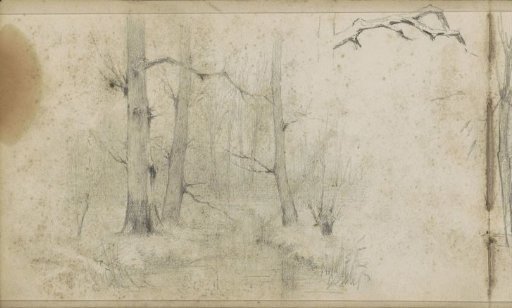 Stream in a forest and a branch