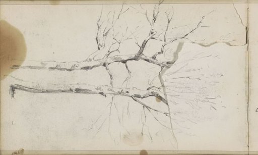 Tree branches