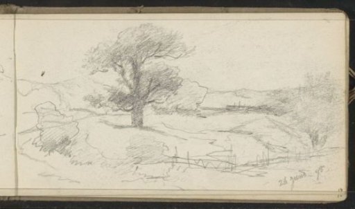 Hilly landscape with a tree