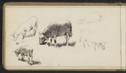 Grazing sheep