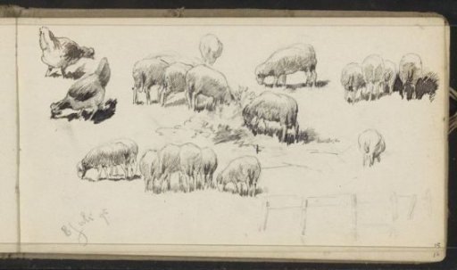 Sheep, chickens, and a fence