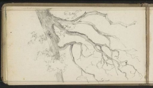 Tree branches
