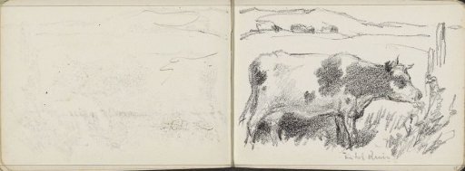 Cow in the dunes