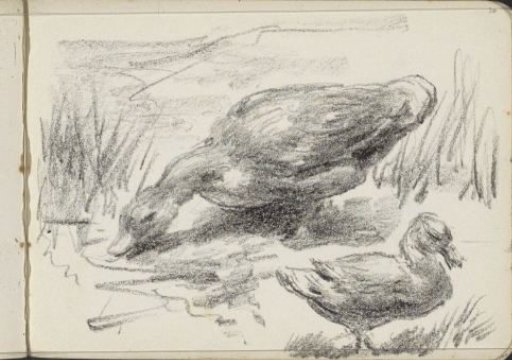 Two ducks