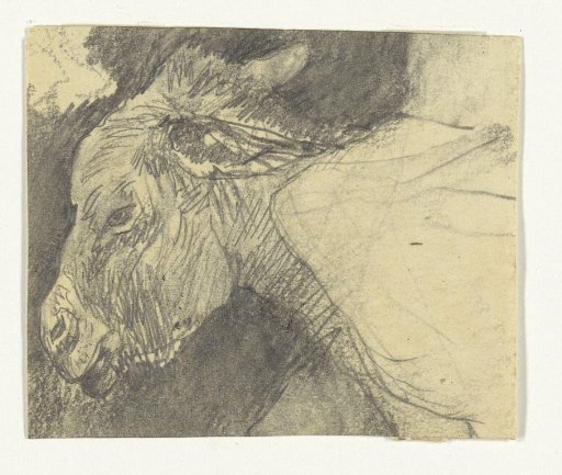 Head of a mule in Tangier