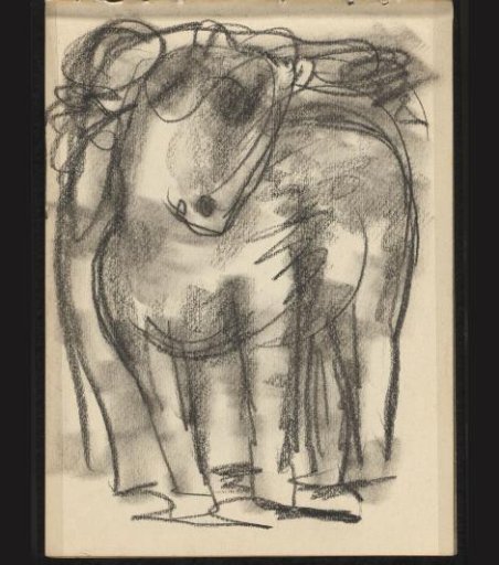 Horse seen from the front