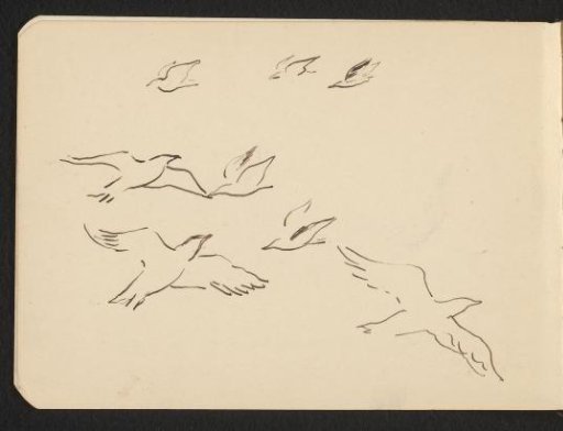 Eight seagulls