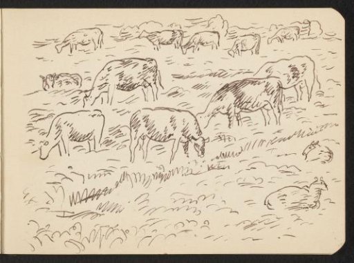 Group of cows in a meadow with sheep