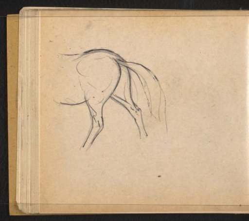 Rear view of a horse