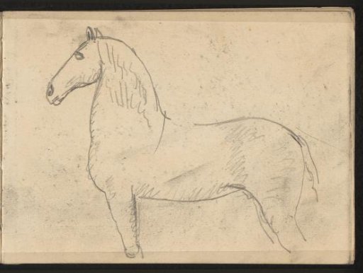 Horse seen from the side