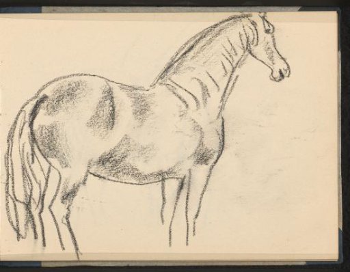 Horse seen from the side