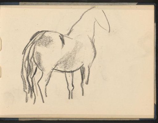 Horse seen obliquely from behind