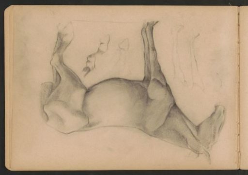 Standing horse and horse legs and hooves