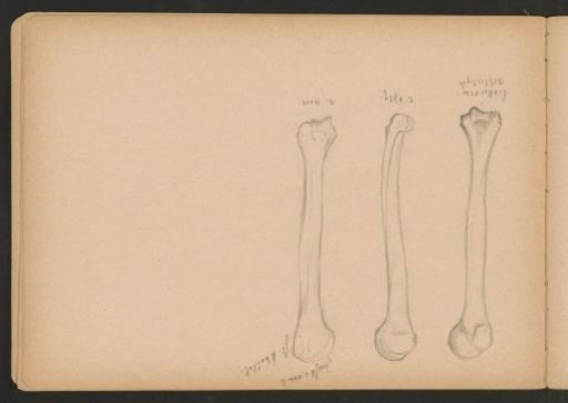 Bones of the arm