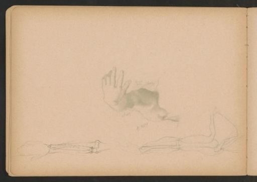 Bones and muscles of the arm and shoulder