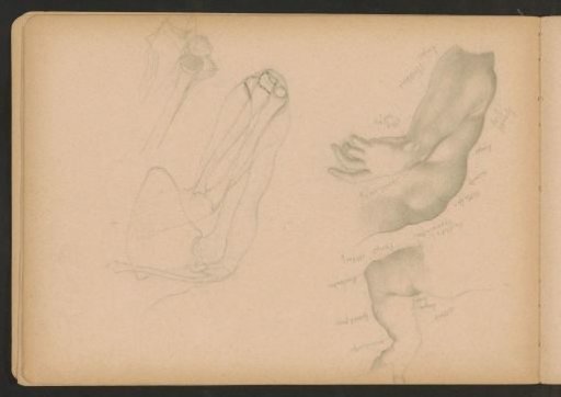 Bones and muscles of the arm and shoulder