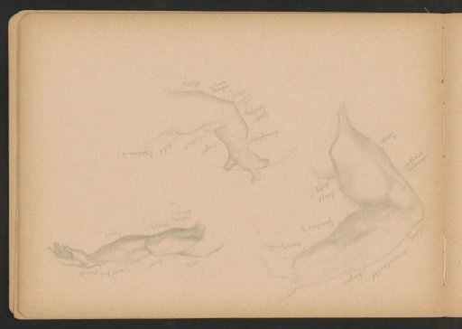 Muscles of the arm and shoulder