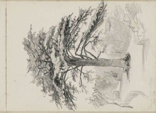 Cedar from 1736 in the Jardin des Plantes in Paris