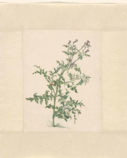 Flowering plant