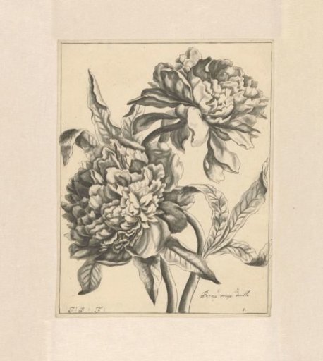 Two branches with a peony