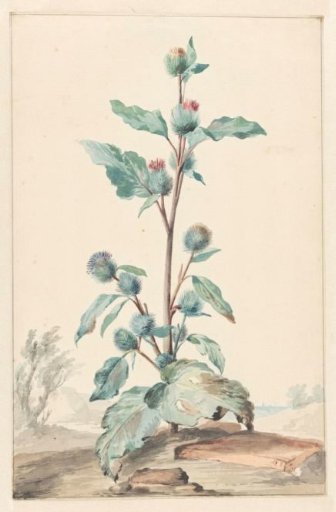 Thistle