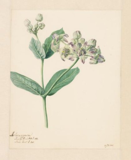 Calotropis