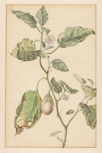 Aubergine plant