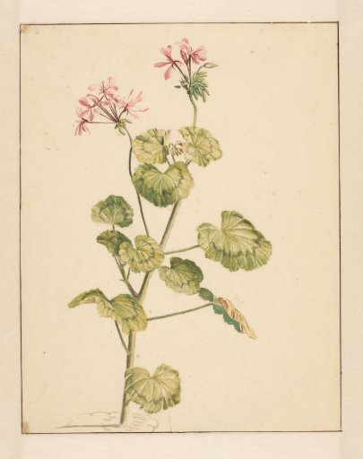 Geranium
