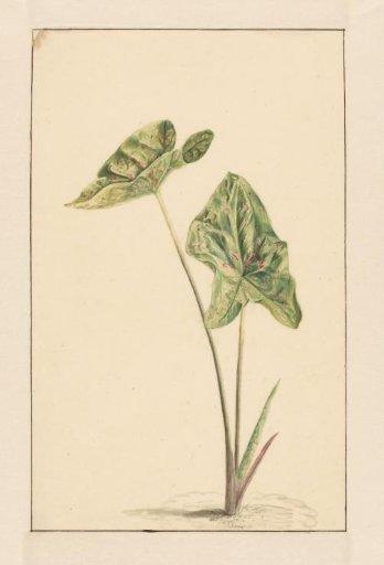 Spotted Arum