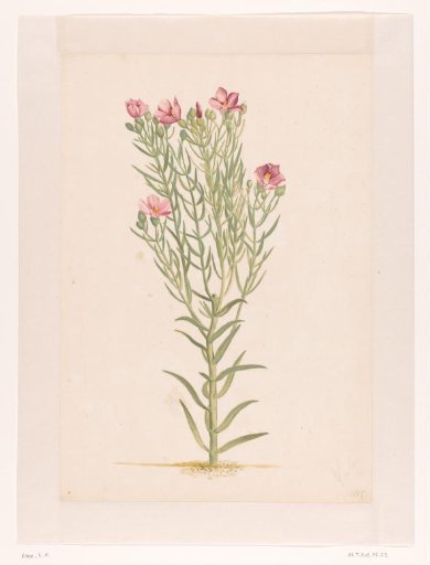 Plant with pink flowers