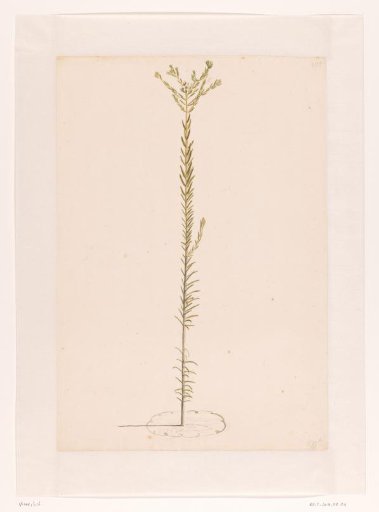 Ericoid plant